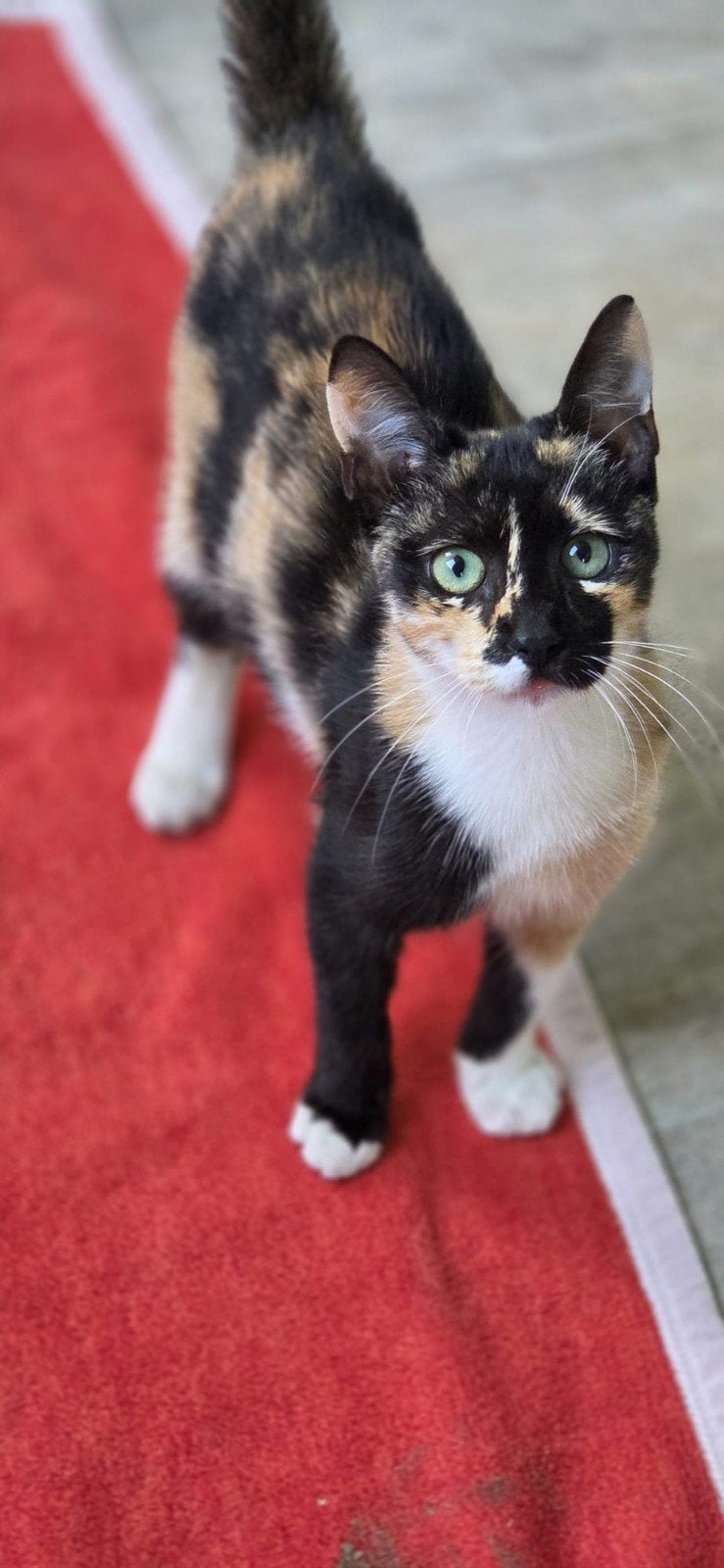 Rina zoekt een baasje, Poes, Kortharig, 0 tot 2 jaar