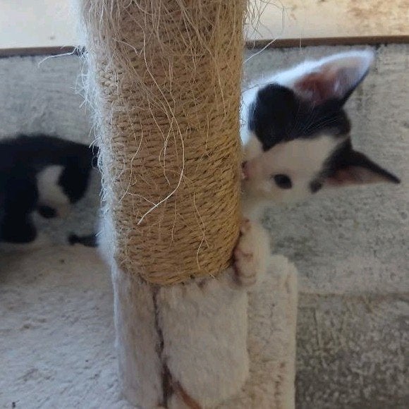 lieve leuke kittens, Dieren en Toebehoren, Katten en Kittens | Overige Katten, Meerdere dieren, Kortharig, 0 tot 2 jaar