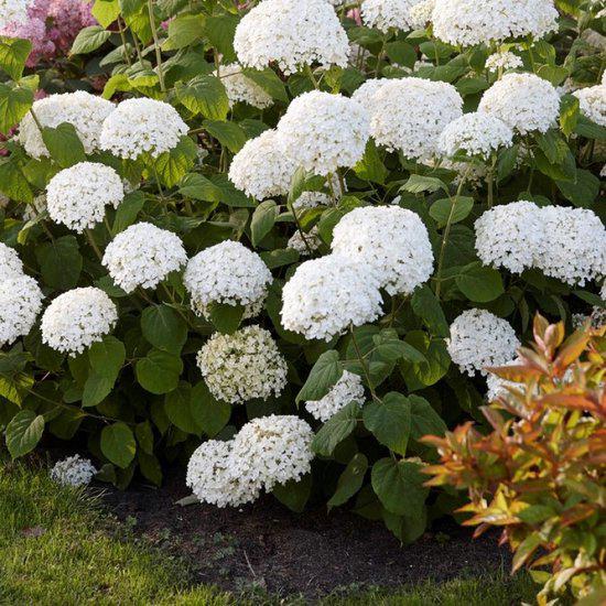 Boeren hortensia - Hortensia annabelle - Hydrangea, Tuin en Terras, Ophalen, Overige soorten, Halfschaduw