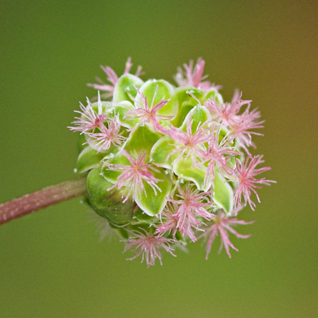 Zaden kleine pimpernel (Poterium sanguisorba) - inheems, bio, Ophalen of Verzenden, Najaar, Volle zon, Zaad