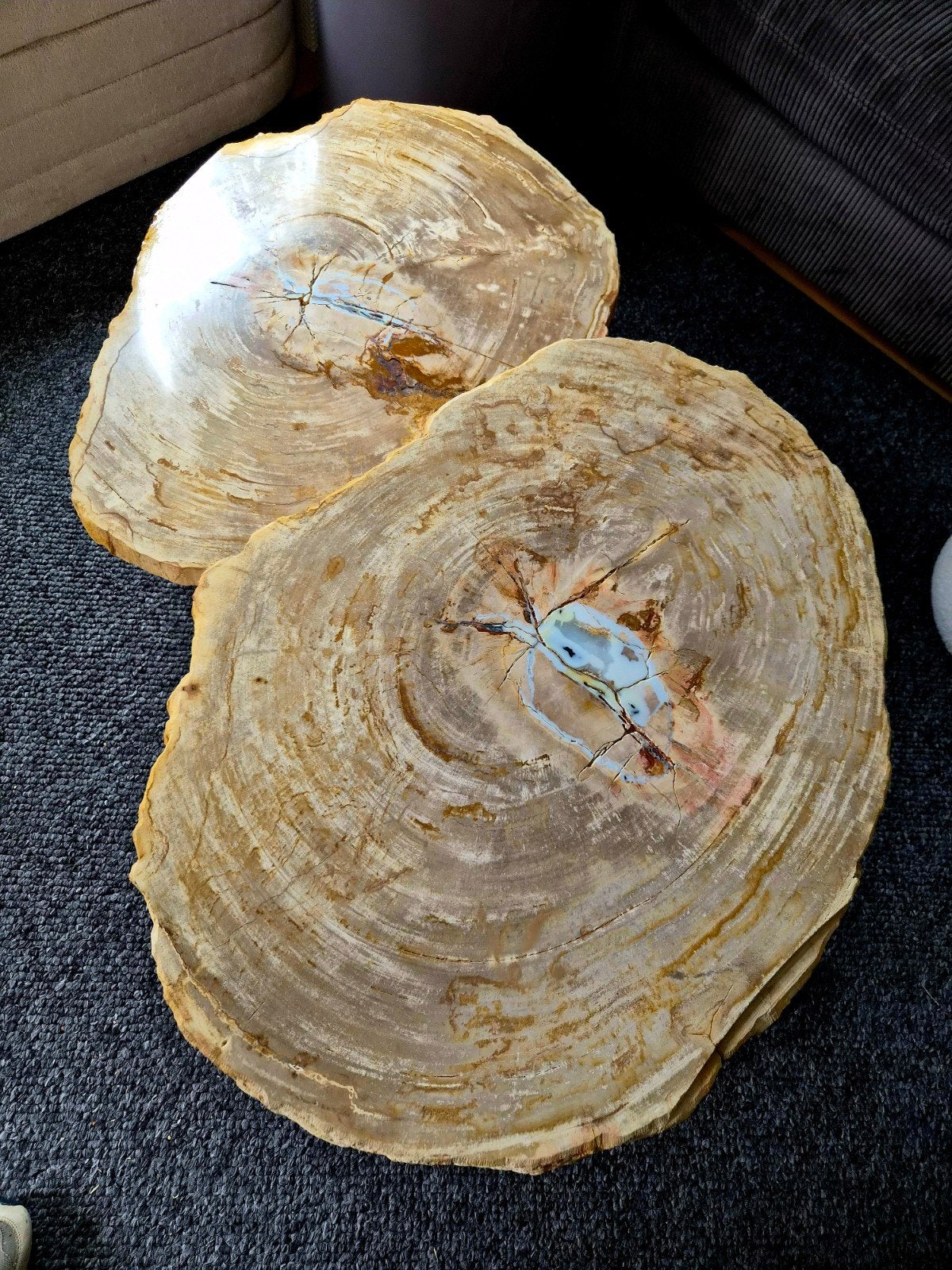 versteend hout set bladen schijven, Ophalen, Nieuw, Rond, Riet