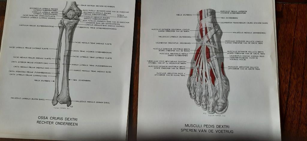 anatomische afbeeldingen van voet en onderbeen 20 platen, Ophalen of Verzenden, Gelezen, Natuurwetenschap