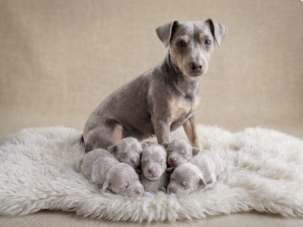 Super mooie Blue and Tan Jack Russels pups, Jack Russell Terriër, CDV (hondenziekte), 8 tot 15 weken, Meerdere