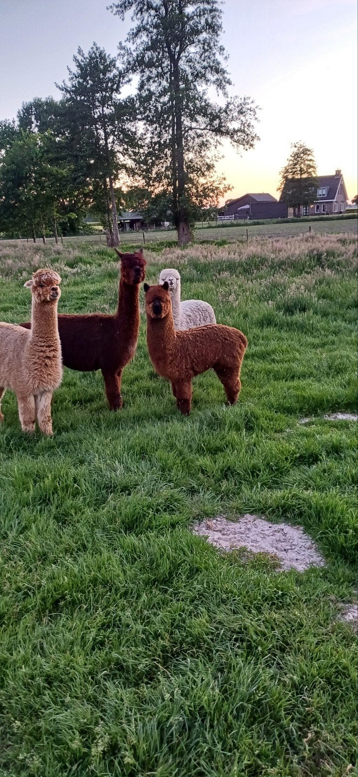 Alpaca hengst, Dieren en Toebehoren, Overige Dieren, Juni, Mannelijk