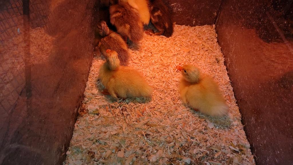 Loopeenden kuikens, Dieren en Toebehoren, Pluimvee, Geslacht onbekend, Eend