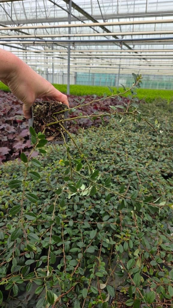 Cotoneaster Miranda - dwergmispel - vaste plant - bossig, Tuin en Terras, Planten | Tuinplanten, Bodembedekkers, Volle zon, Vaste plant
