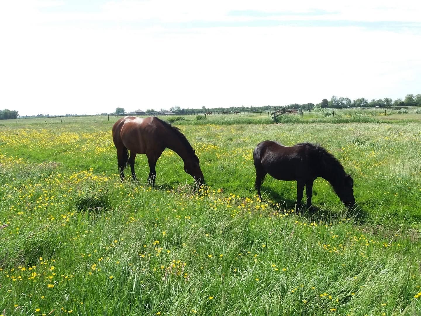 Weidegan met schuilstal, Weidegang, 2 of 3 paarden of pony's