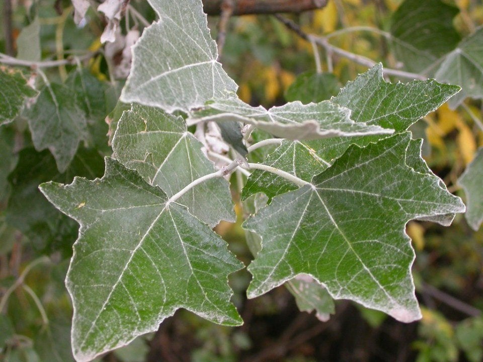 Populus alba, witte abeel, populier, jonge bomen, Tuin en Terras, Ophalen of Verzenden, Lente, Minder dan 100 cm, Volle zon
