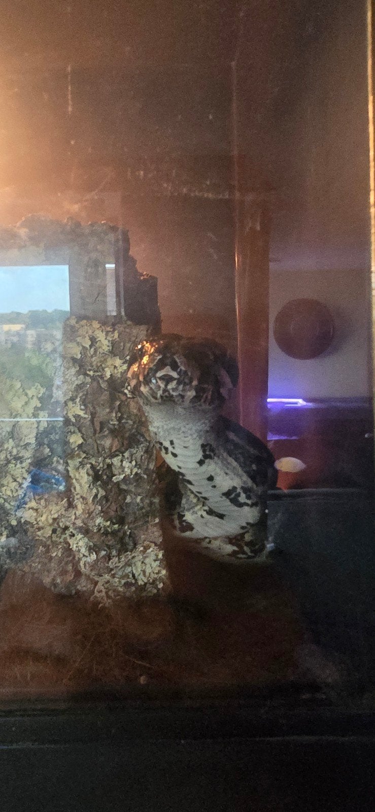 Boa constrictor., Dieren en Toebehoren, Ophalen of Verzenden, Zo goed als nieuw