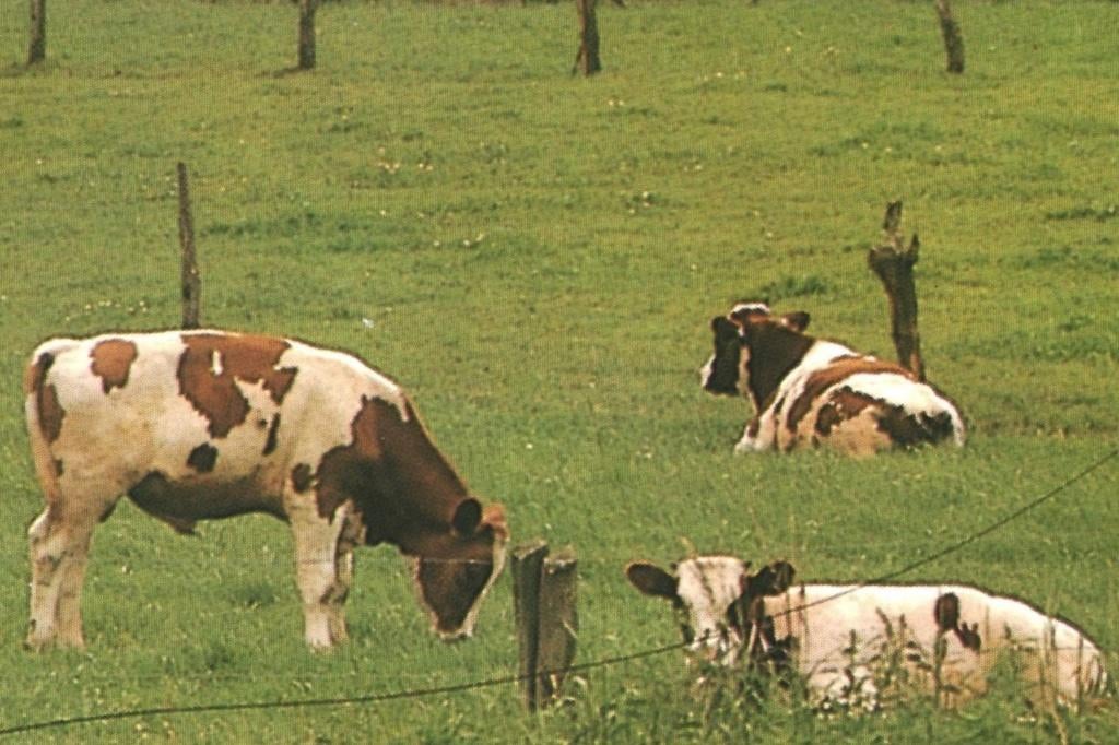 993158 Twente 80+ Ov Boerderij Koe Gelopen met postzegel, Ophalen of Verzenden, 1980 tot heden, Gelopen, Noord-Brabant