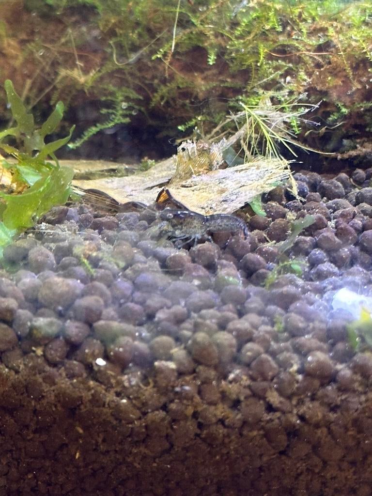 Cpo aquarium kreeftjes, Maart, Meerdere dieren