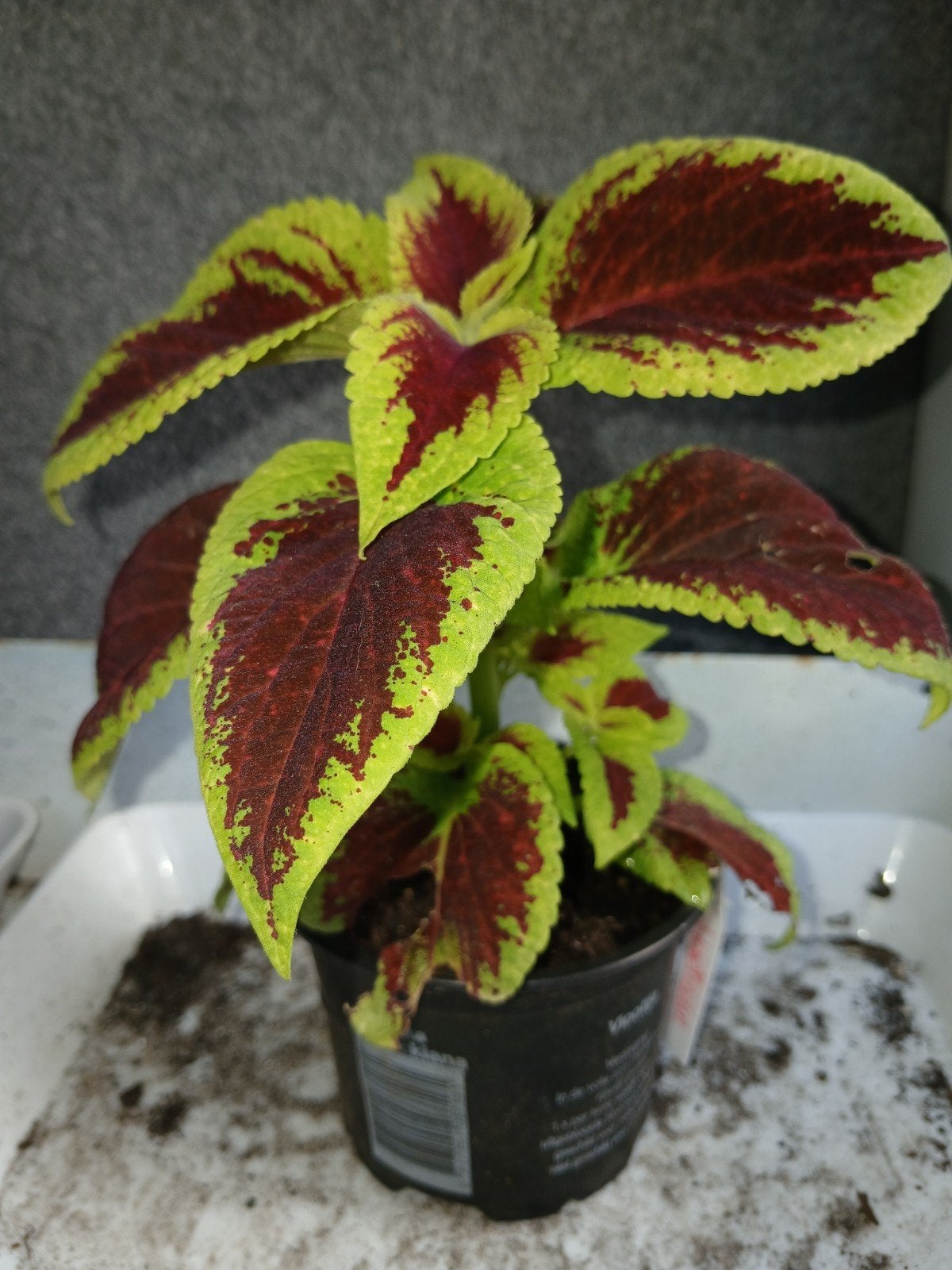 Siernetel, Coleus, Huis en Inrichting, Kamerplanten, Minder dan 100 cm, Halfschaduw, Ophalen