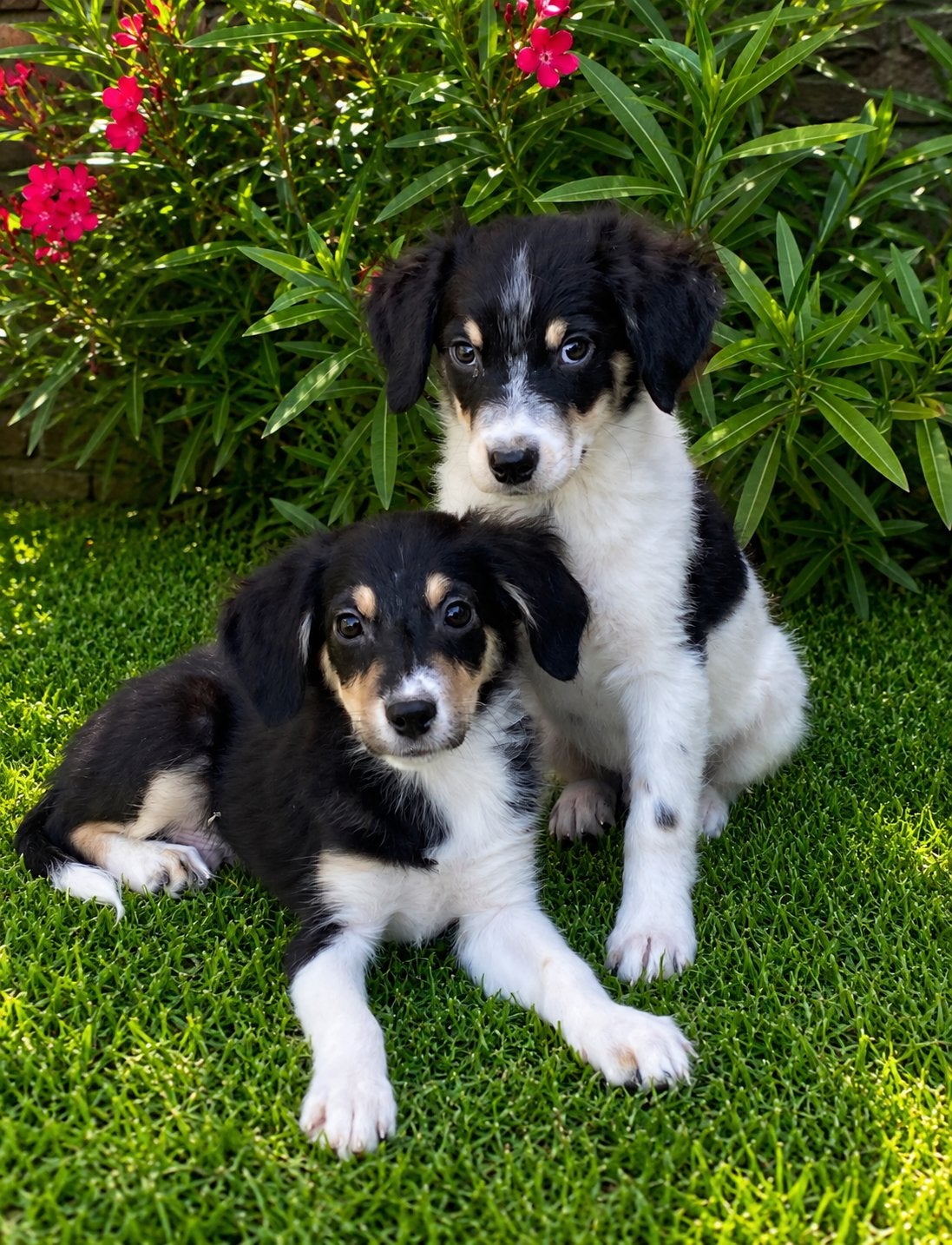 Prachtige BORDER COLLIE x FRIESE STABIJ pups, Parvo, Nederland, 8 tot 15 weken, Meerdere