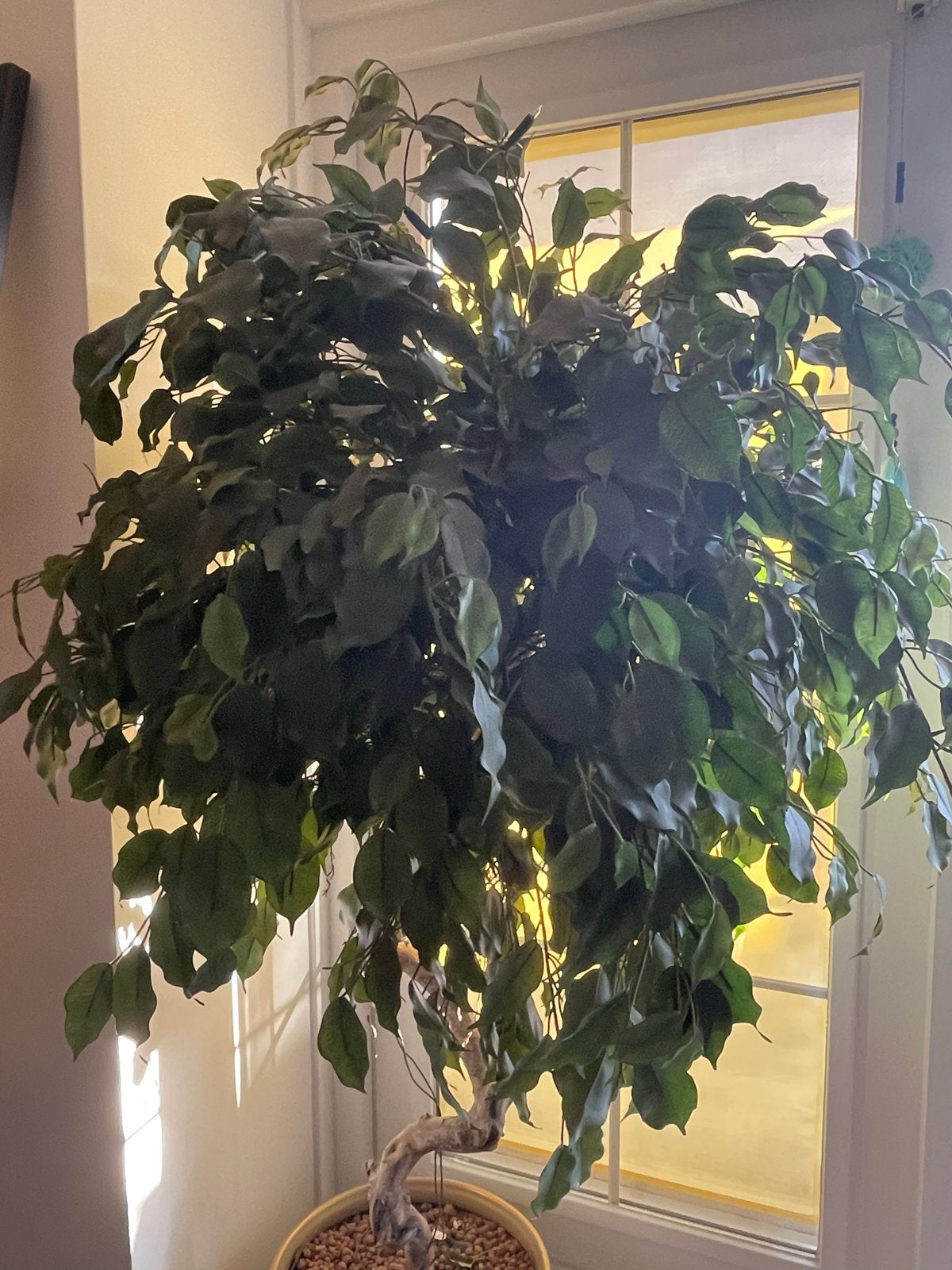 Neppe Ficus Benjamina in Pot (neppe plant), Ophalen, Ficus, Halfschaduw, In pot