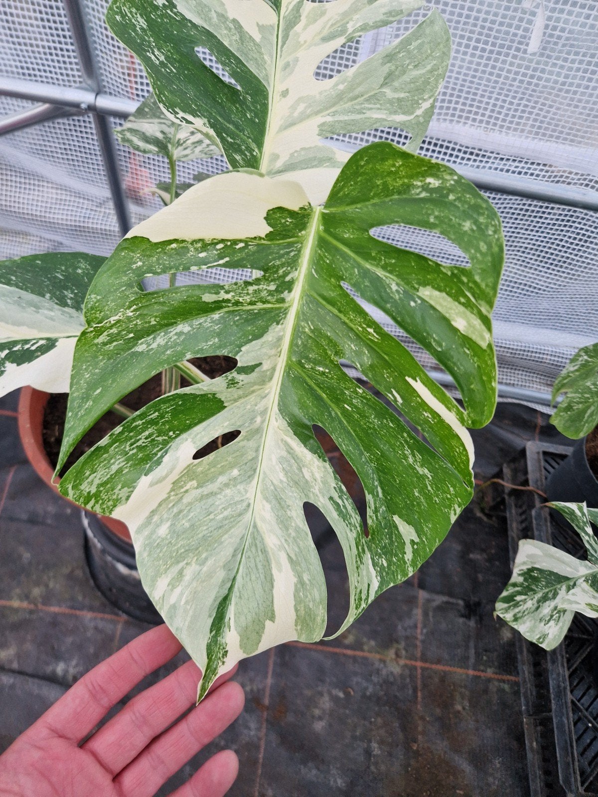 Monstera Deliciosa Albo Variegata kamerplant, Huis en Inrichting, Kamerplanten, Ophalen of Verzenden, Halfschaduw, Minder dan 100 cm
