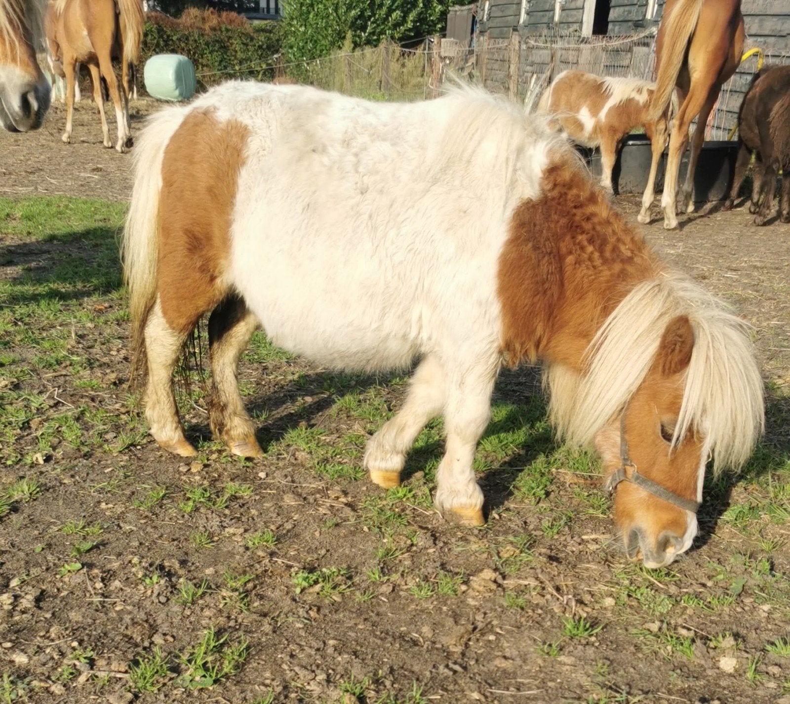 Kwaliteit 's,  bonte 66 cm en ezel, Merrie
