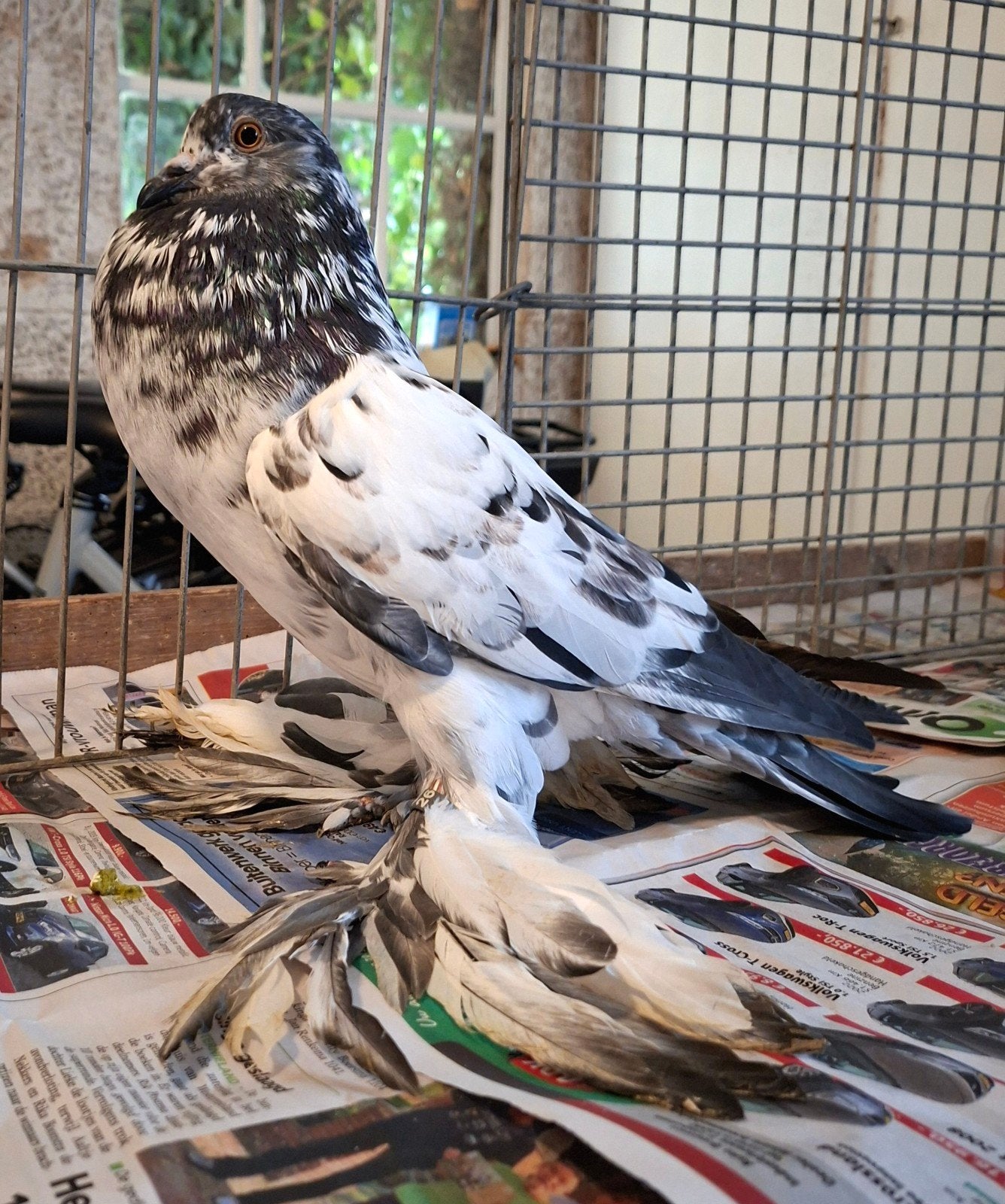 Hollandse kropper ., Dieren en Toebehoren, Mannelijk