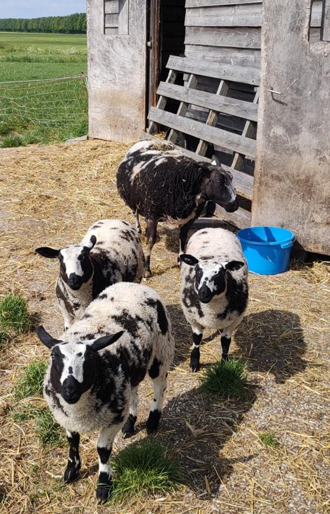 Mooie bonte dekram van drieling, Mannelijk, Schaap