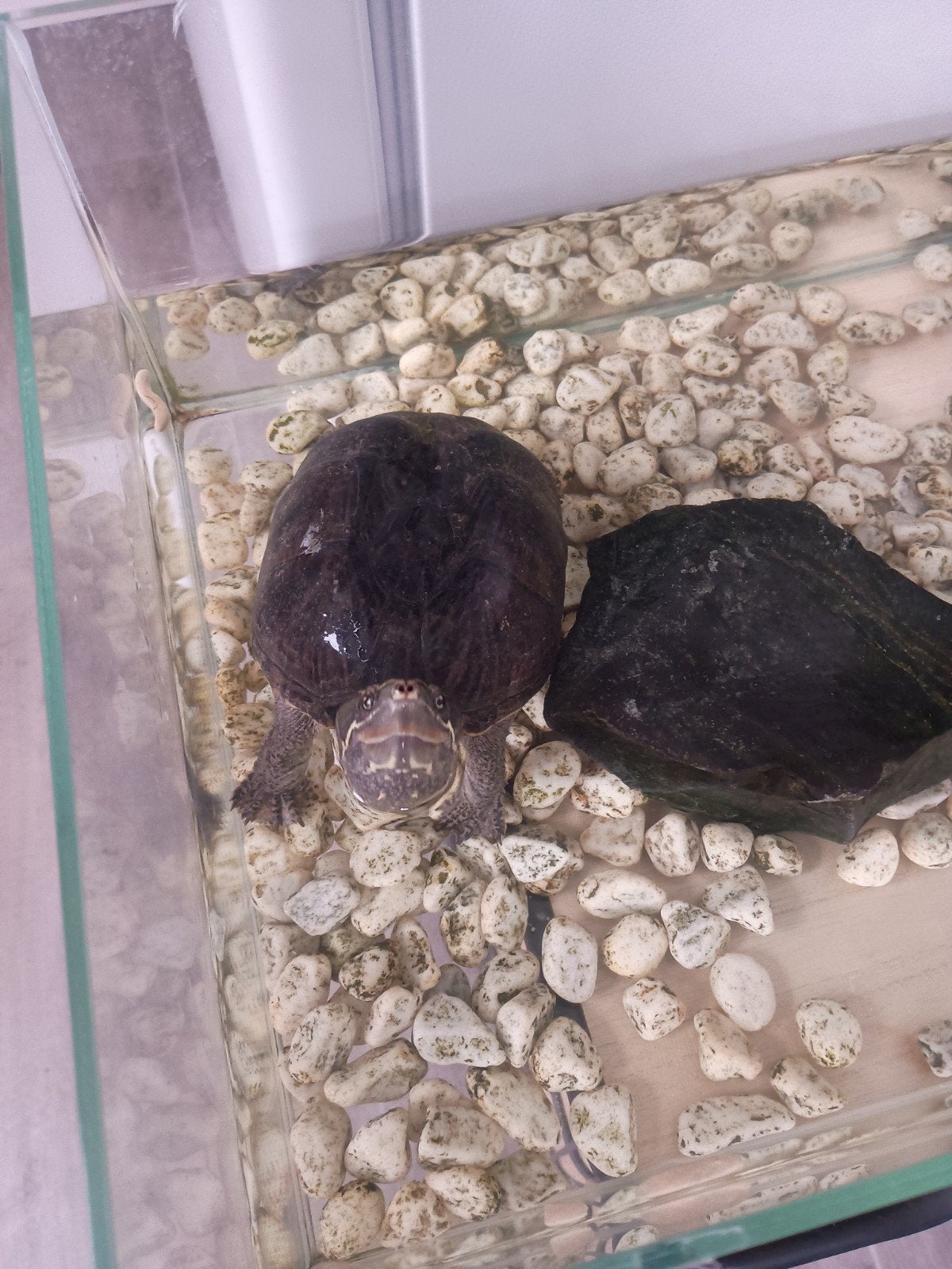 Waterschildpad, Dieren en Toebehoren, Ophalen