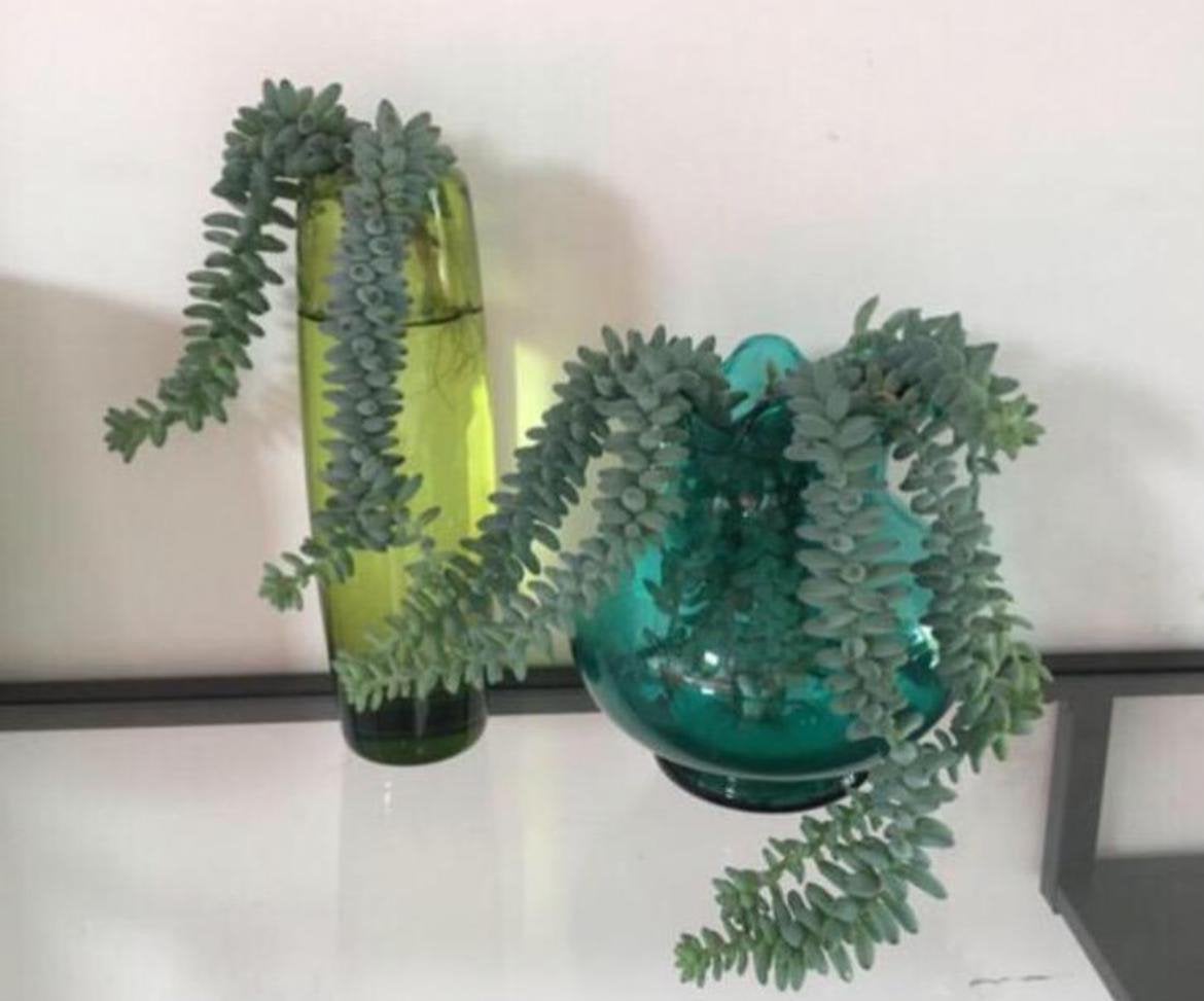 Vintage kleurrijke vazen glas diverse bio kamerplanten, Ophalen, 25 cm, Groen, Glas