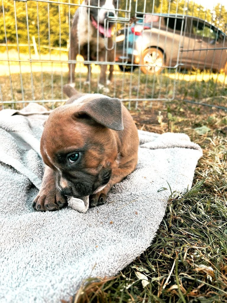 Pups Amerikaanse staffords - reutjes, Dieren en Toebehoren, Parvo, België, Particulier, Overige rassen
