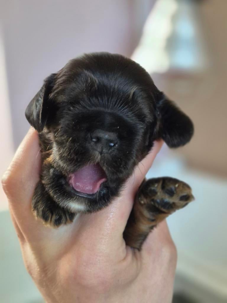 Cocker spaniel pups, 8 tot 15 weken, Meerdere, Meerdere dieren, Spaniël