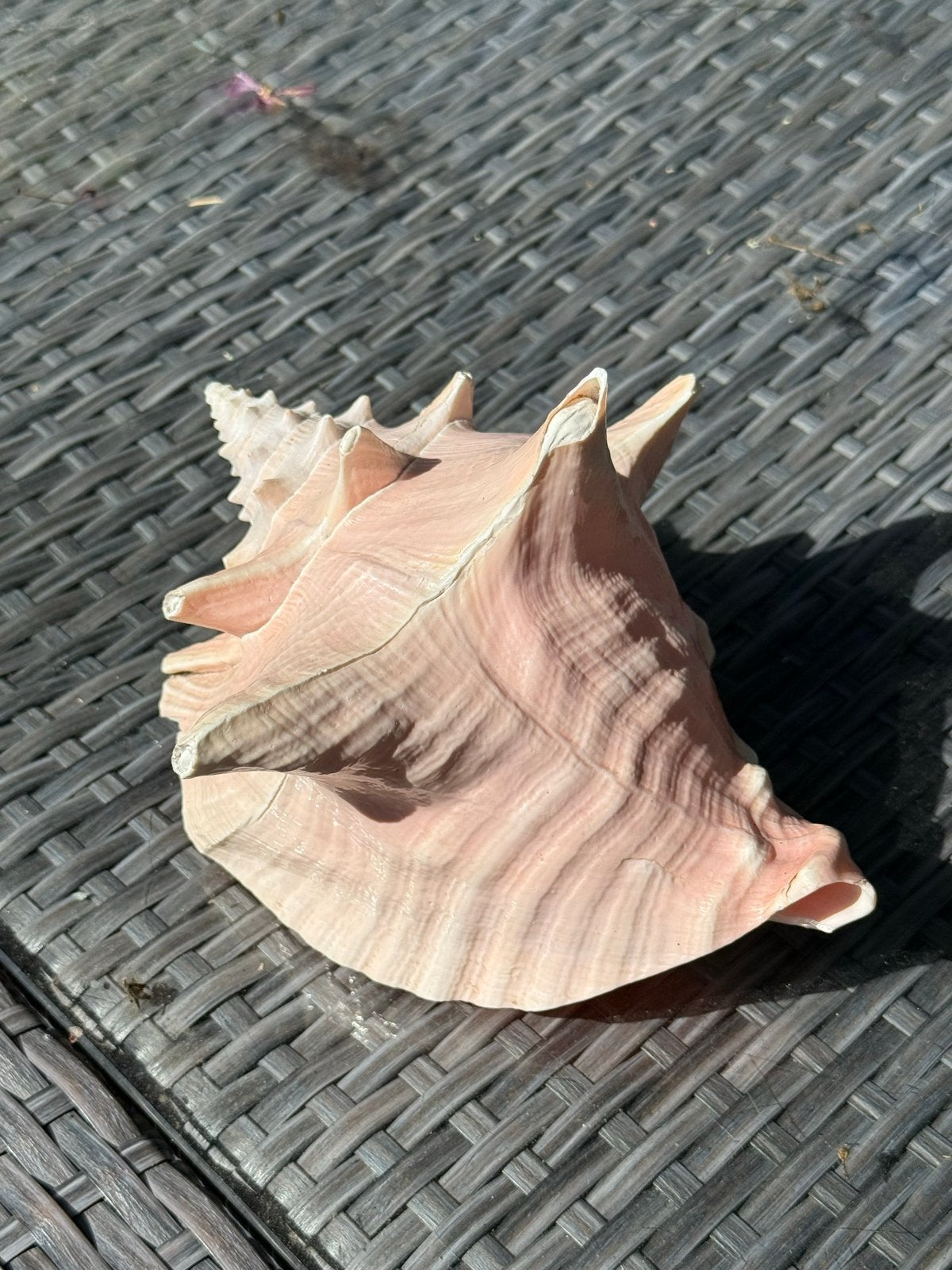 Grote Roze Schelp - Decoratieve Concha, Ophalen, Gebruikt