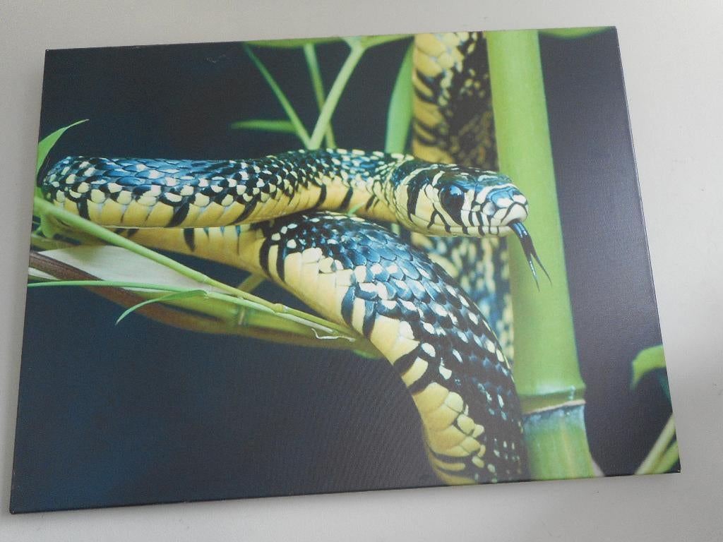 Kippenslang fotoprint canvas, Ophalen, 60 cm, Decoratieobject, Zo goed als nieuw