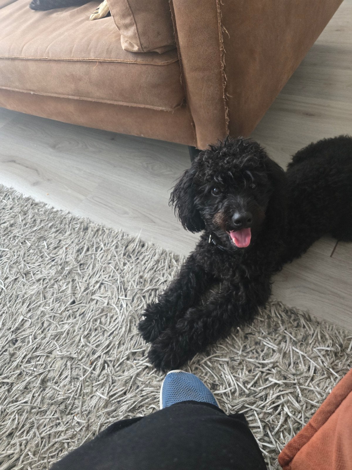 Maltipoo, Dieren en Toebehoren, Honden | Niet-rashonden, 15 weken tot 1 jaar, Reu, Eén hond, Klein