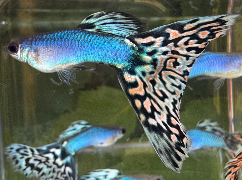 ***OP=OP Blue Singa Red Mosaic Guppen***, Dieren en Toebehoren, Vis, Zoetwatervis, Schoolvis