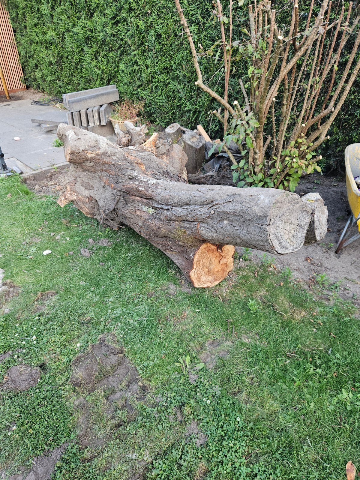 Flinke boomstam met kluit - Gratis af te halen, Tuin en Terras, Ophalen, Overige soorten, Halfschaduw