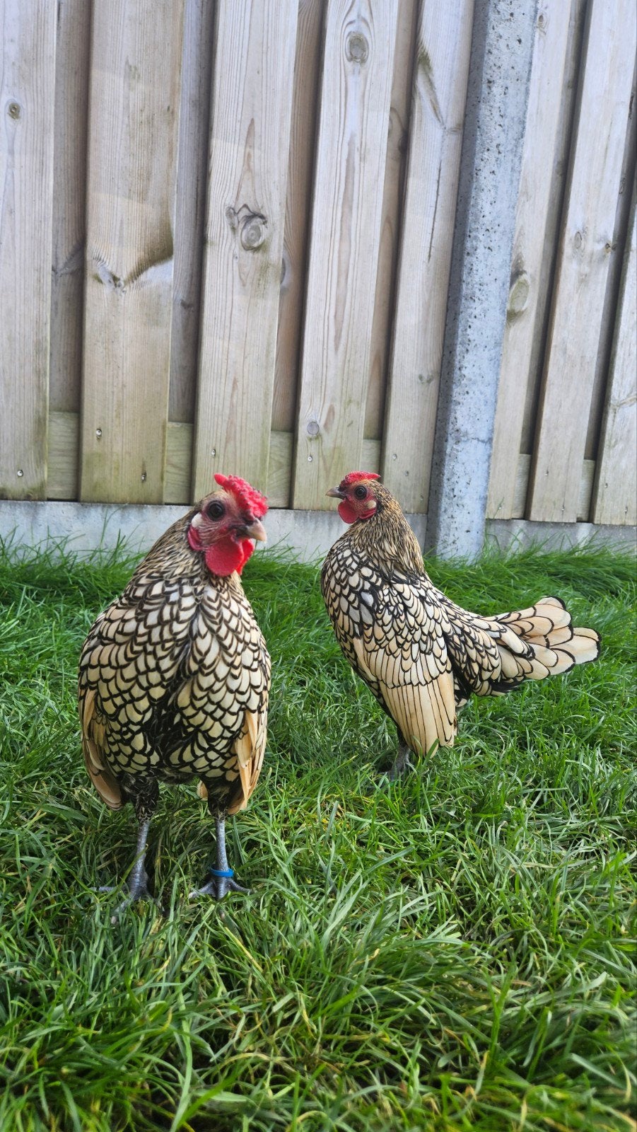 Sebright hanen, Dieren en Toebehoren