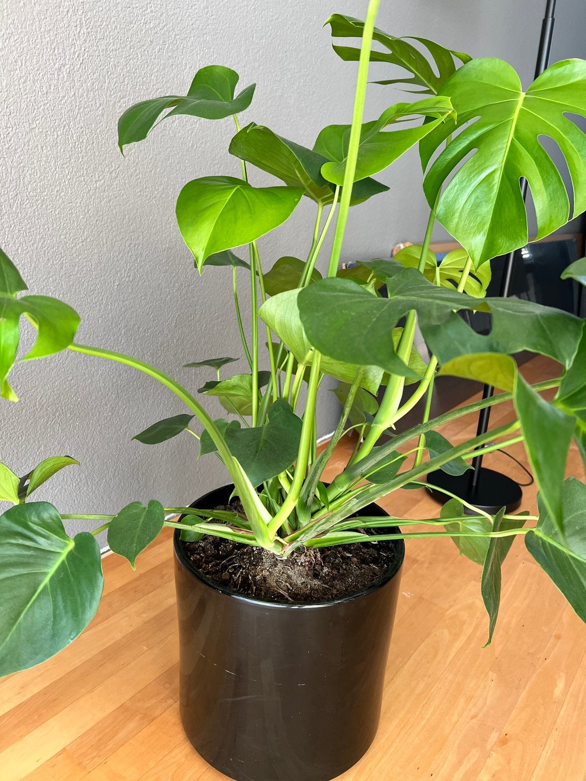 Prachtige gezonde Monstera kamerplant ca 90 cm, Huis en Inrichting, Kamerplanten, Ophalen, Halfschaduw, Minder dan 100 cm