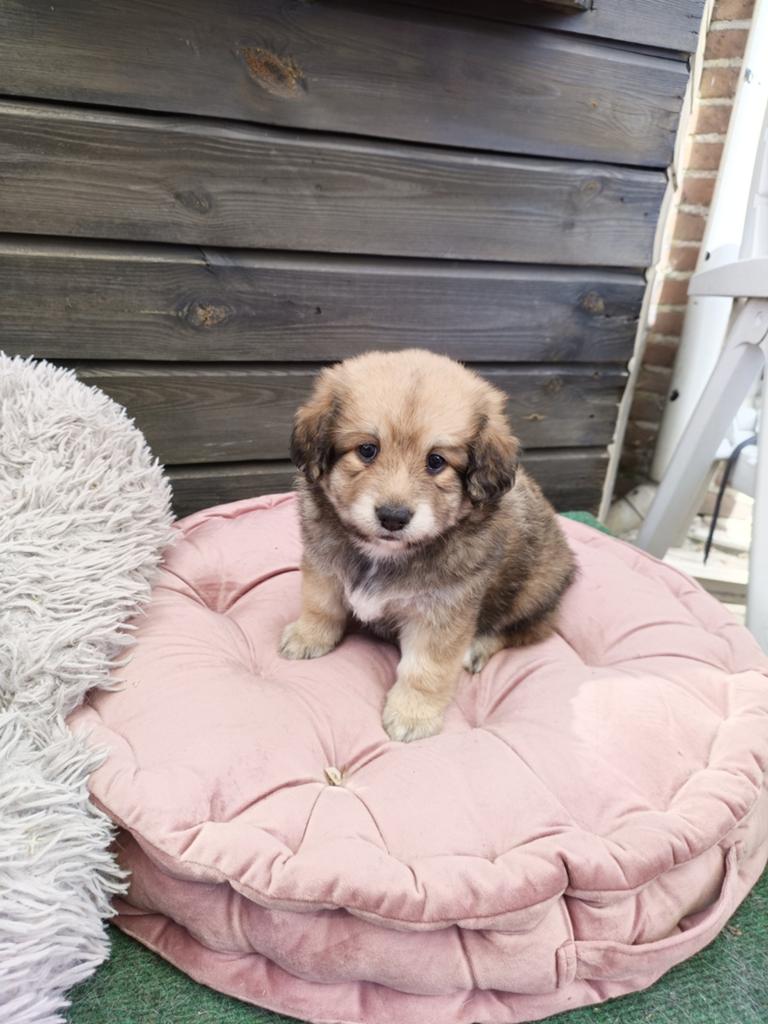 Kruising labrador met pomeriaan  teefje, Teef, Eén hond, Nederland, Particulier