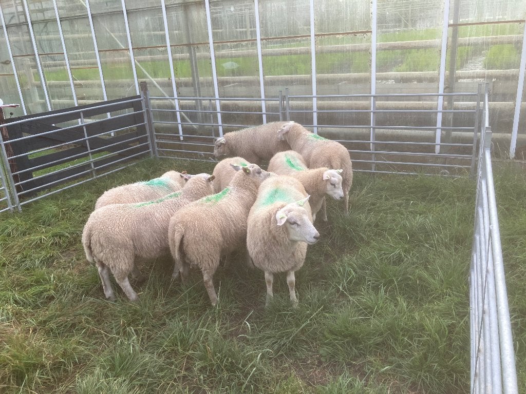 Noordhollander dekrammen, Dieren en Toebehoren, Schapen, Geiten en Varkens, Mannelijk, Schaap, 0 tot 2 jaar