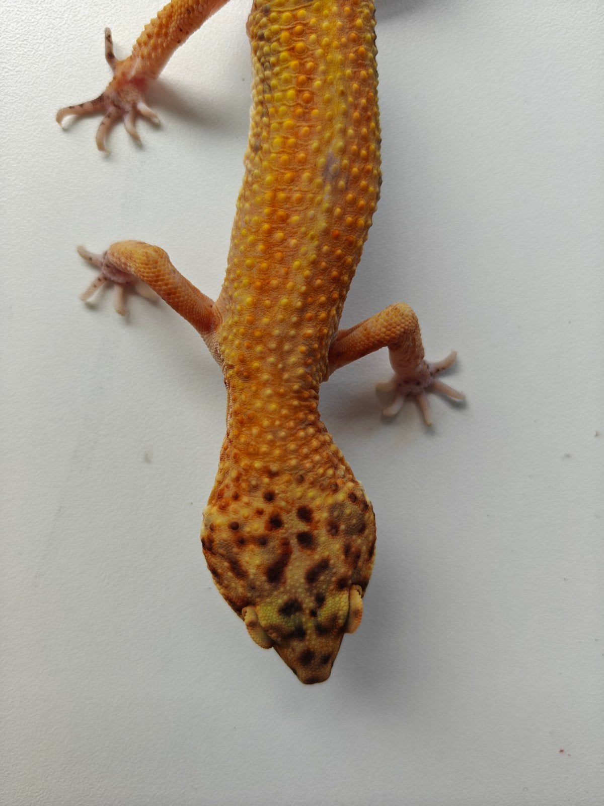 mooie mannelijke luipaardgekko van 7 jaar oud Leopard Gecko photo 2
