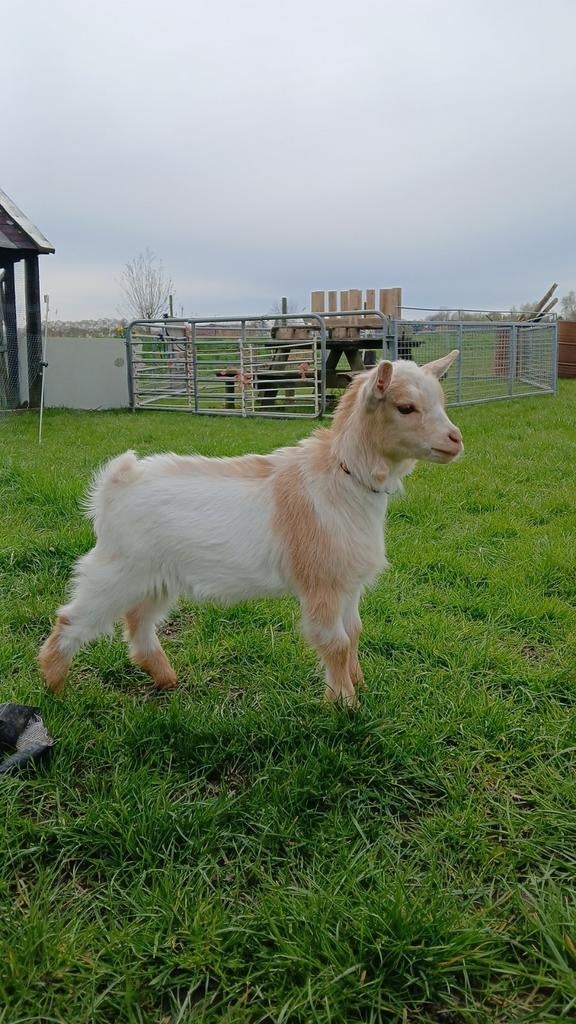 Mooie jonge hoornloze dwergbokje, Mannelijk, Geit, 0 tot 2 jaar