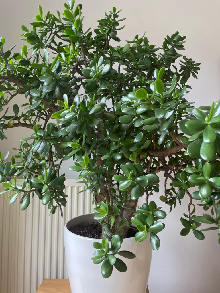 Grote Crassula Ovata (Centenplant/Jadeplant) vet bonsai 1.20, Ophalen, Halfschaduw