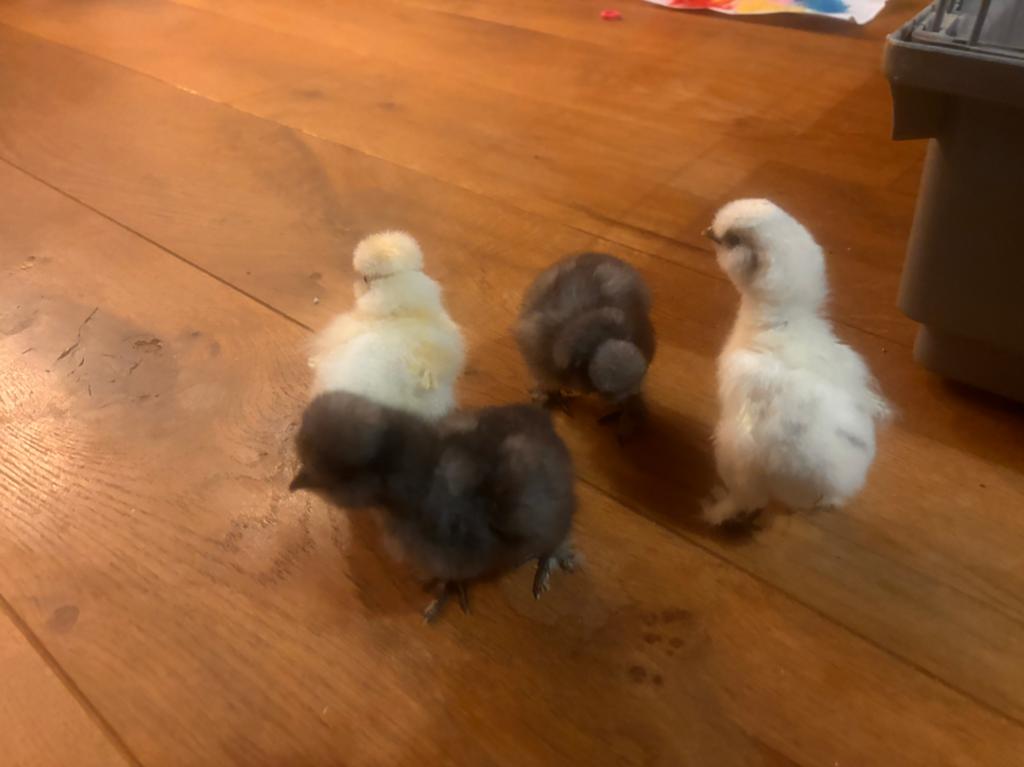 Kuikens zijdehoen usa en kruising aracuna marans, Dieren en Toebehoren, Geslacht onbekend, Kip