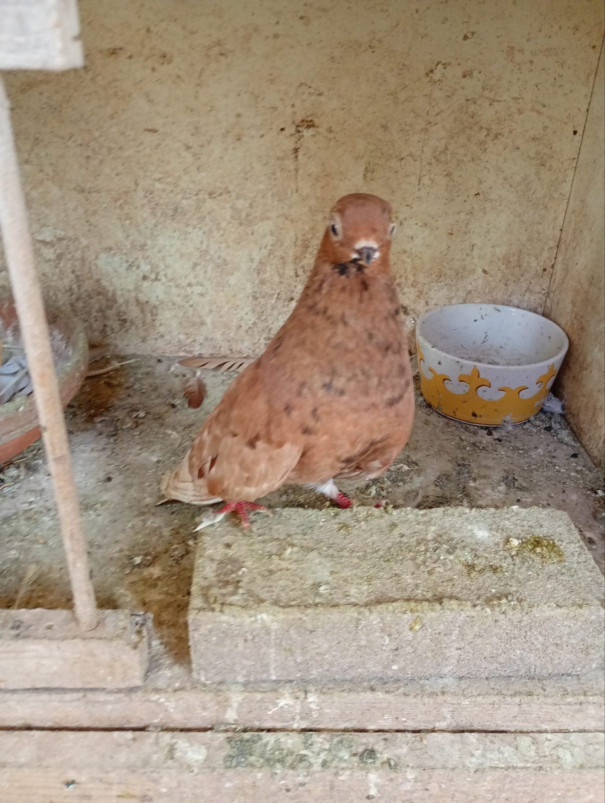Duif vermist, Mannelijk, Kropper