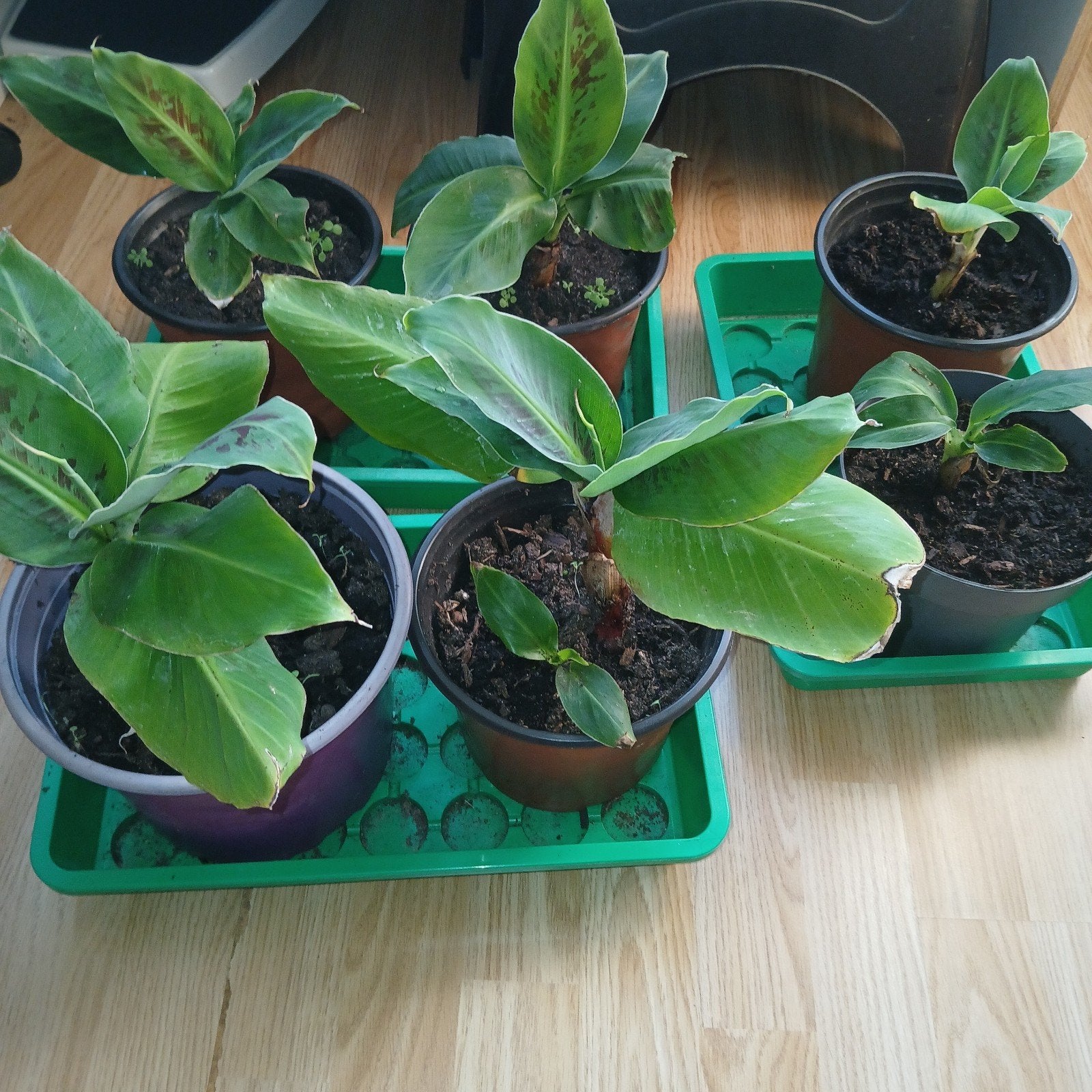 Musa Cavendish bananenplant, Ophalen, Halfschaduw, Minder dan 100 cm