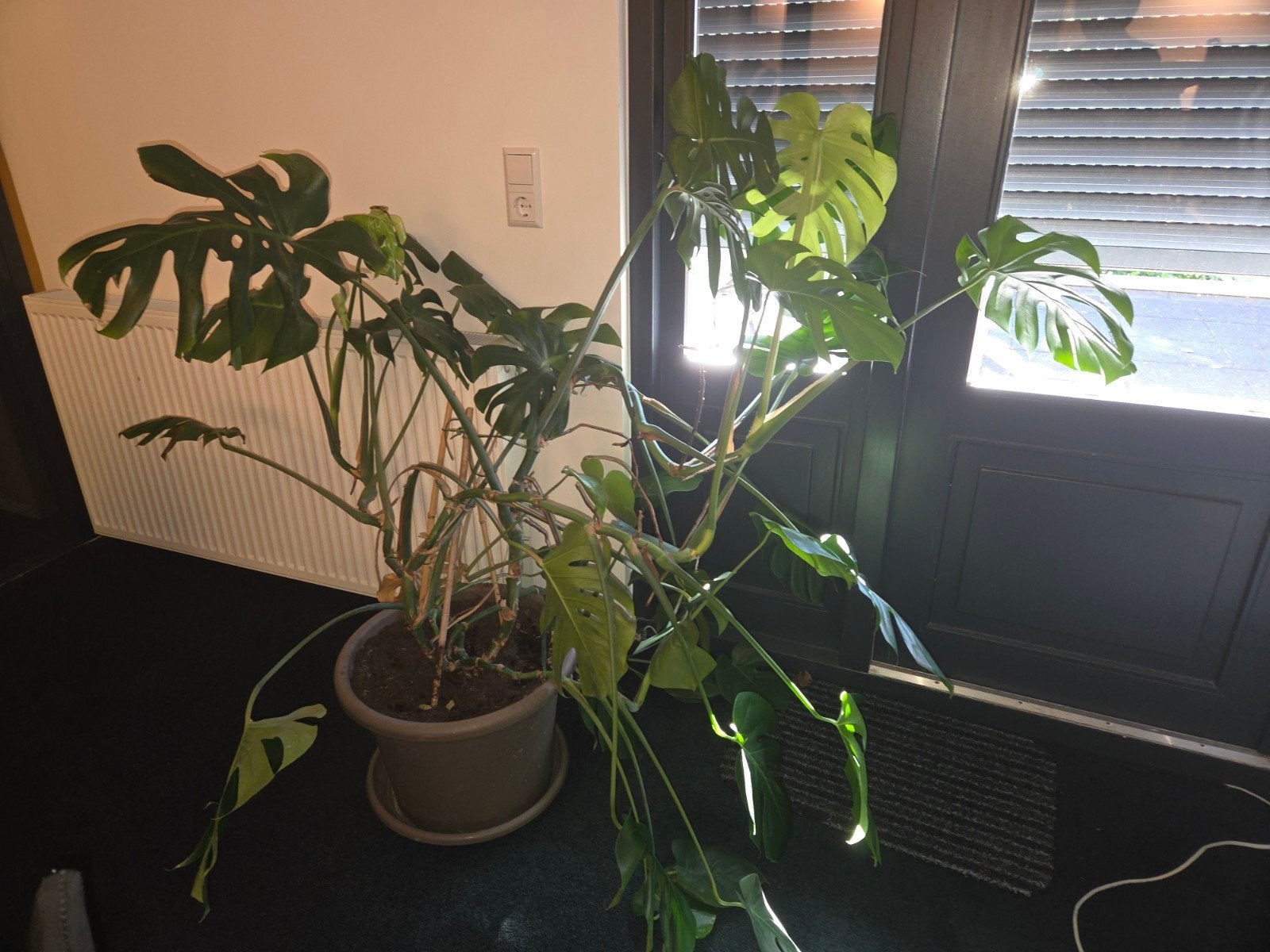 Monstera, gratis op te halen, Huis en Inrichting, Kamerplanten, Ophalen, 100 tot 150 cm, Overige soorten, Halfschaduw
