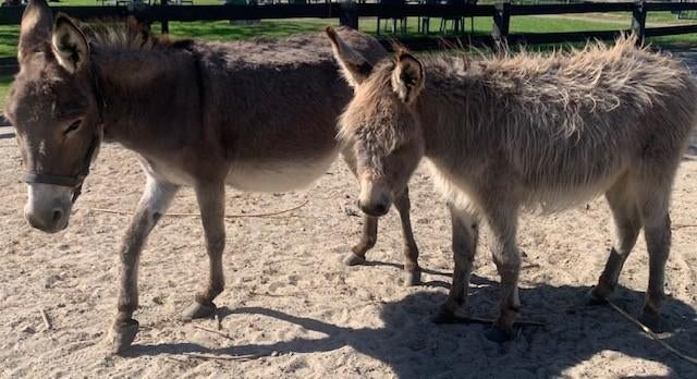 mini ezel met iets groter hengst veulen., Dieren en Toebehoren, Overige Dieren, Meerdere dieren, Mei