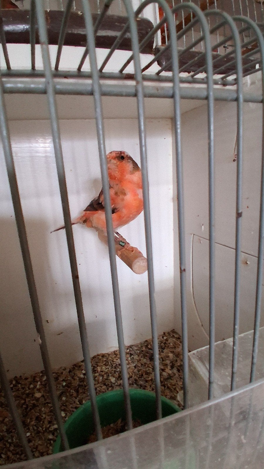 vogels, Mannelijk, Zangkanarie