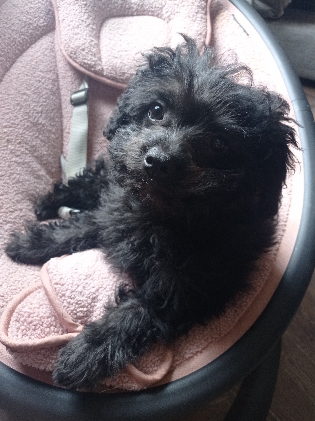 Toy poedel poodle, 8 tot 15 weken, Teef, Parvo, Eén hond