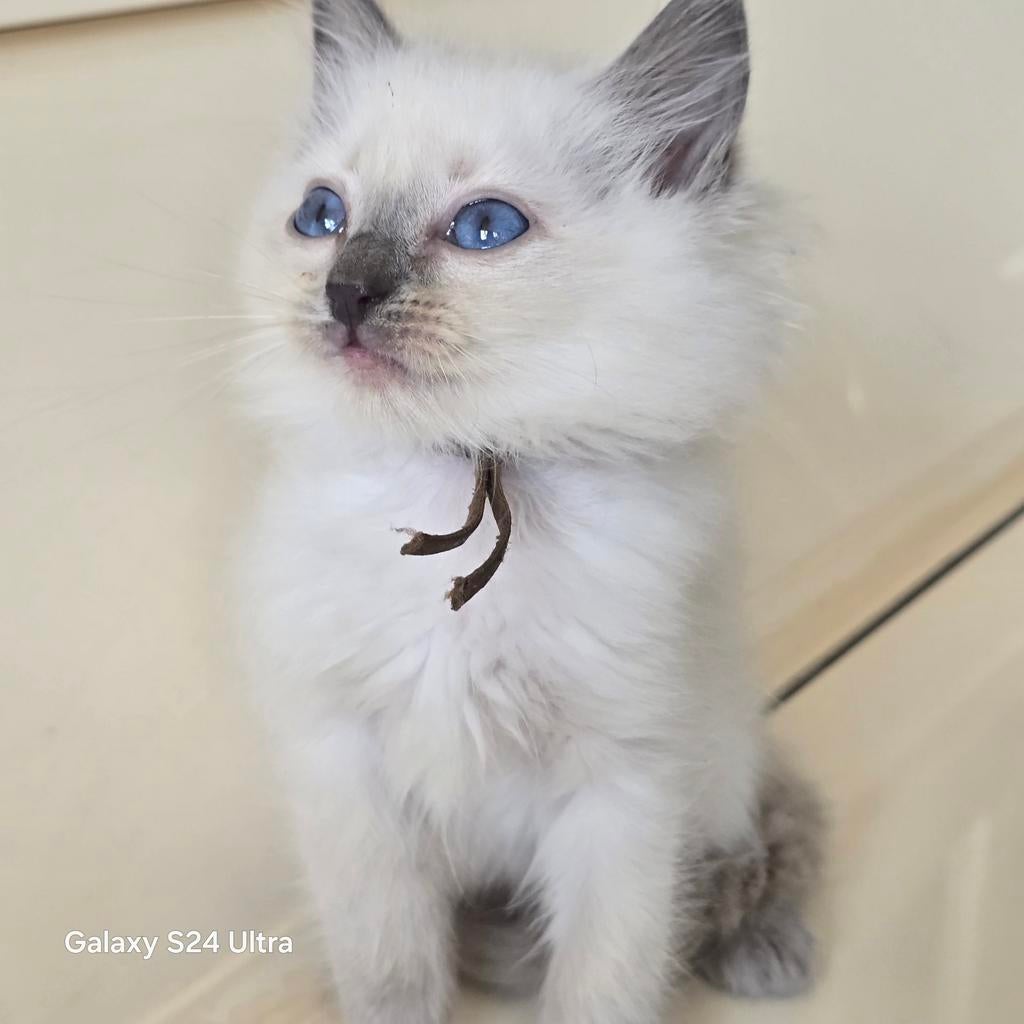 Ragdoll  kitten met stamboom  kampioen lijn., Dieren en Toebehoren, Katten en Kittens | Raskatten | Langhaar, Poes, Met stamboom