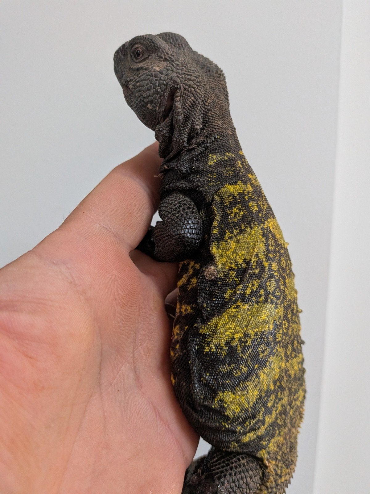 uromastyx, xenagama Taylori, pogona vitticeps Bearded Dragon photo 19