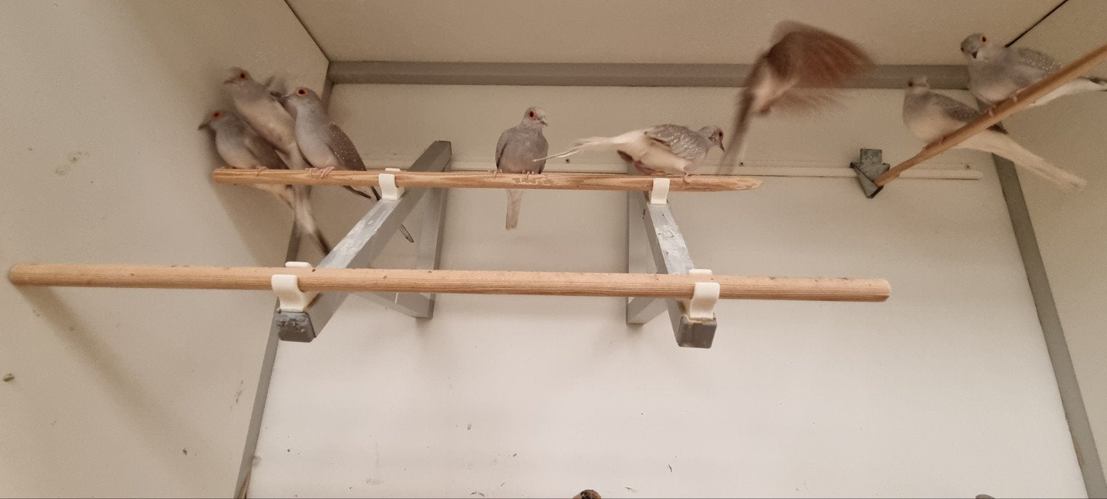 Diamand duiven, Dieren en Toebehoren, Meerdere dieren, Tropenvogel