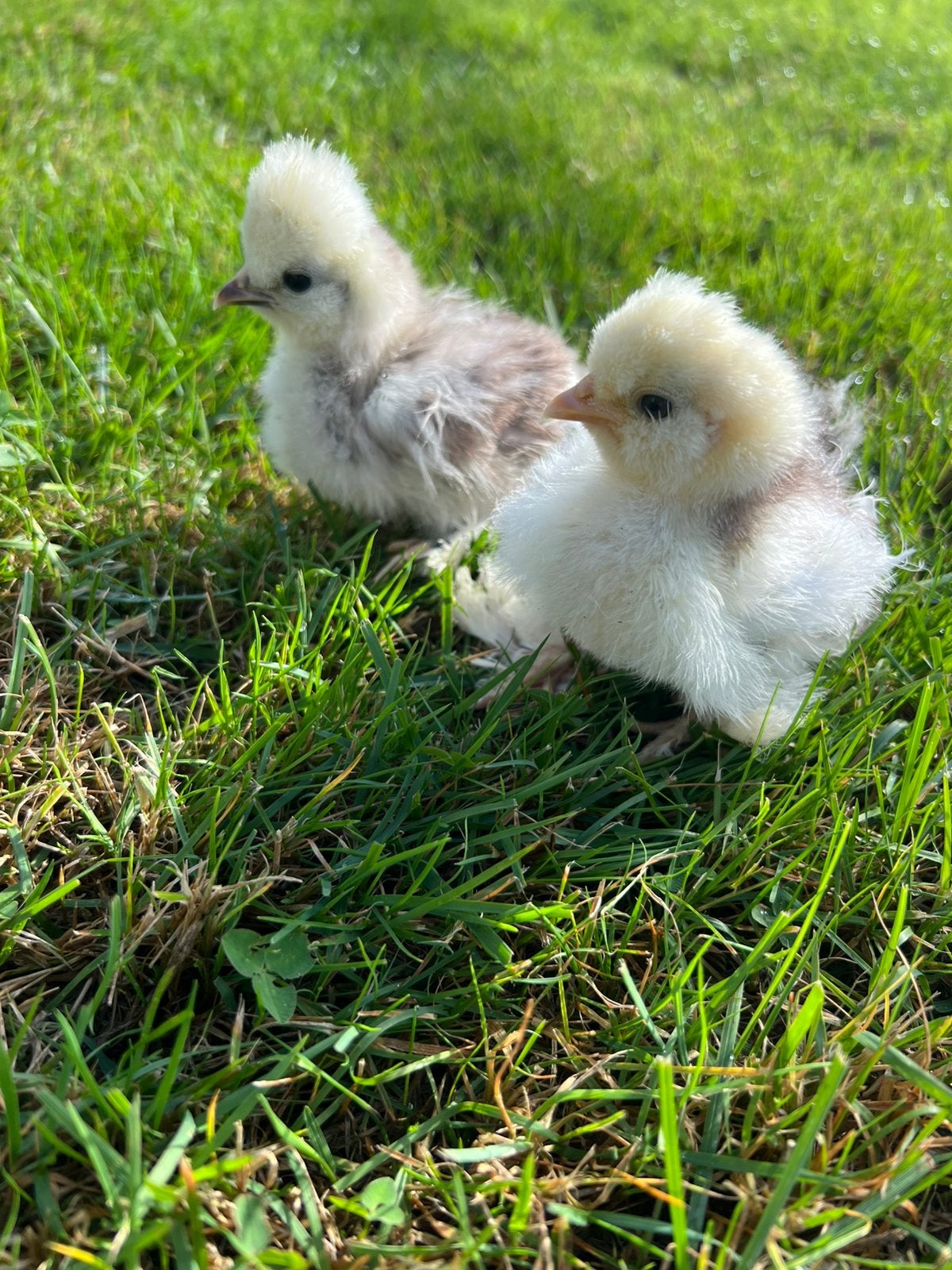 2 prachtige Usa zijdehoen hen kuikens🐥geent 3wk 💯% hengara, Dieren en Toebehoren, Vrouwelijk, Kip