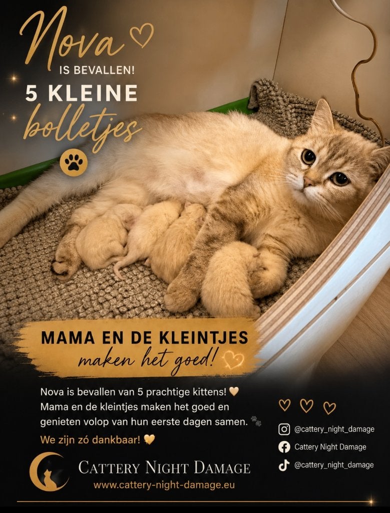 Brits Korthaar kittens - Seal/Golden Tabby Point, Meerdere dieren, Met stamboom, 0 tot 2 jaar